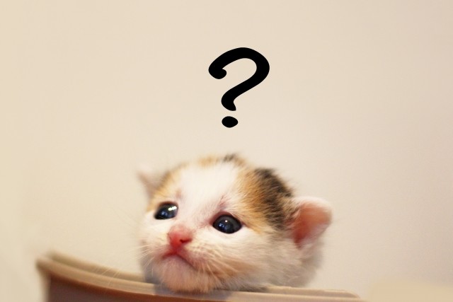 猫に靴下はかせたら 動画に 虐待 批判 本当にダメなの 獣医に聞いた J Cast ニュース 全文表示