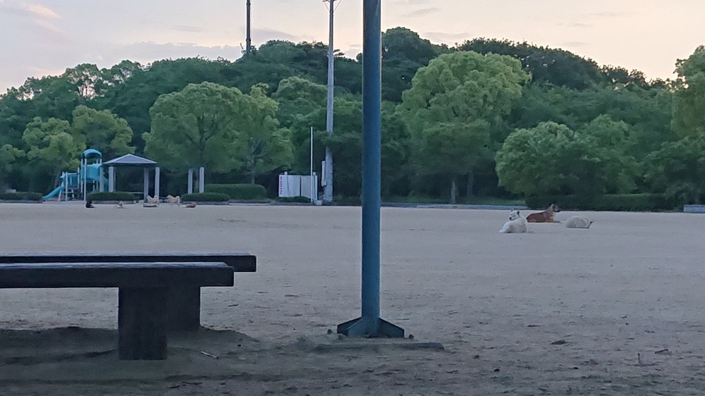 山口県周南市で「野犬」目撃多数 エサやりが原因と言うが県や保健所
