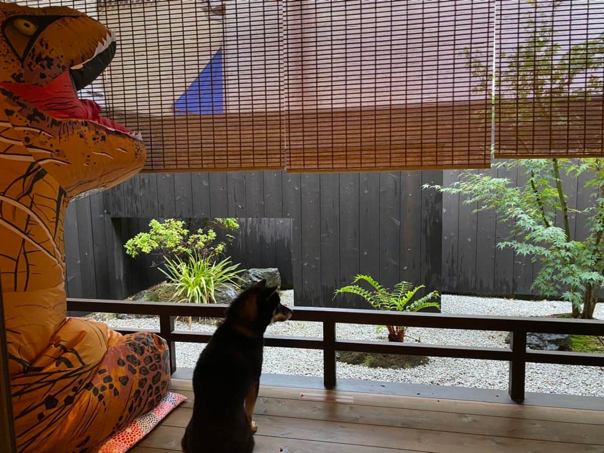 犬がルンルンで散歩 横にはなんと恐竜が 飼い主の着ぐるみ演出に 可愛い 癒やされます J Cast ニュース 全文表示