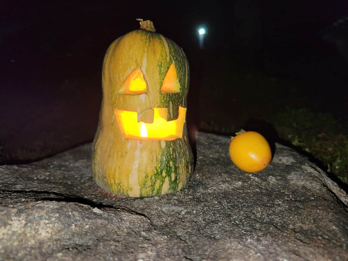 ハロウィンカボチャを放置したらまさかの「老衰姿」に 「夜見たら