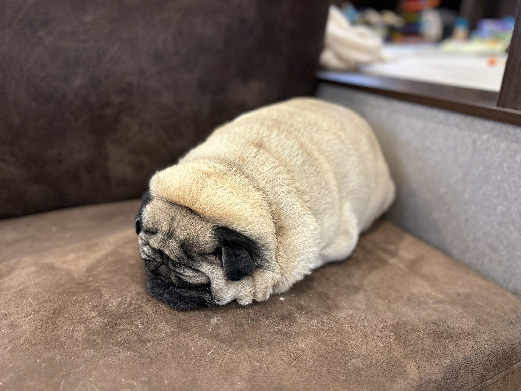 パグがイモムシみたいに真ん丸に...! X投稿で大反響 「これ以上可愛い犬いる?」「癒ししかない!」: J-CAST ニュース【全文表示】
