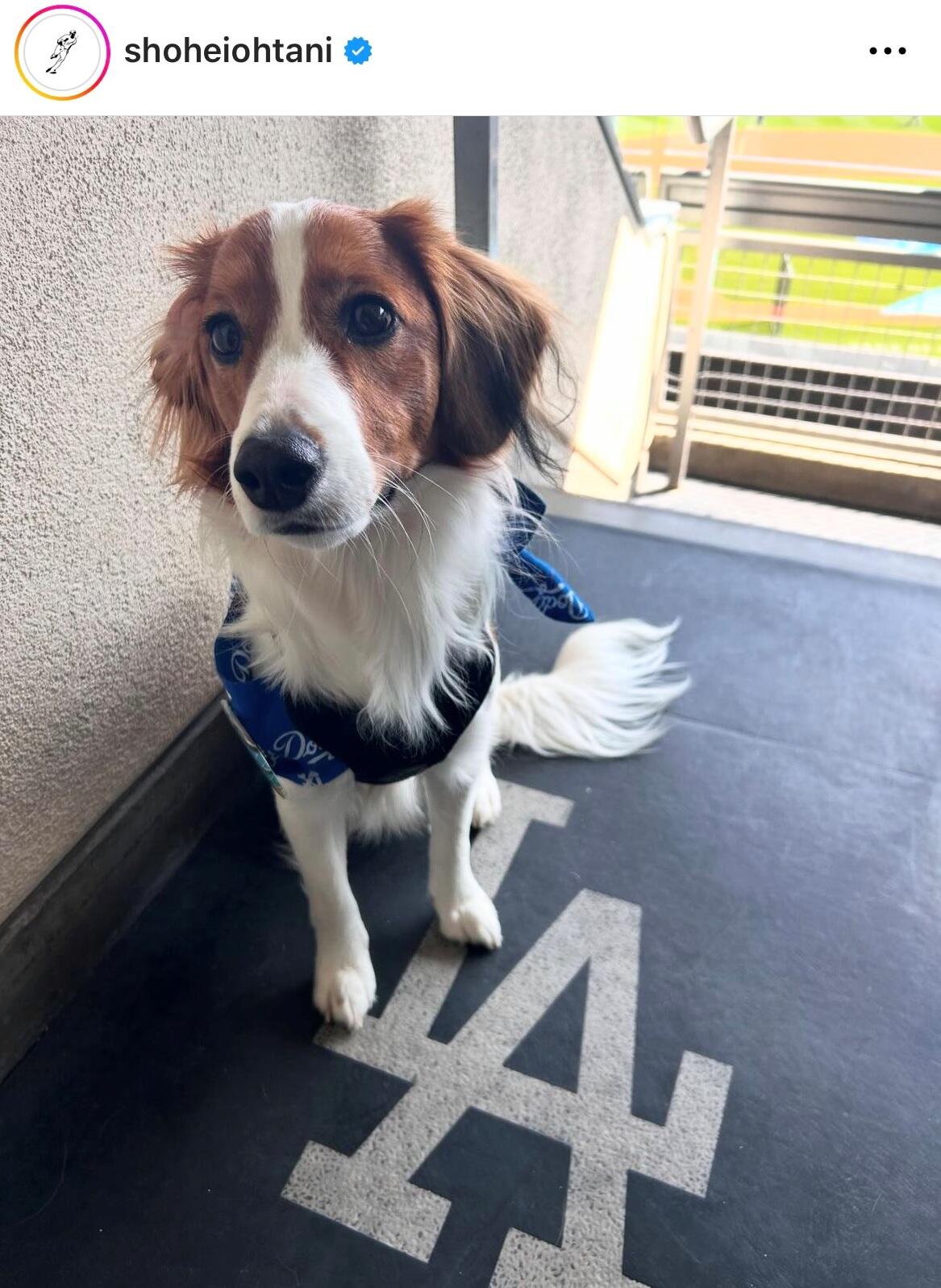 何が入ってるのかな」大谷翔平、愛犬デコピンと球場入り デコピンの 