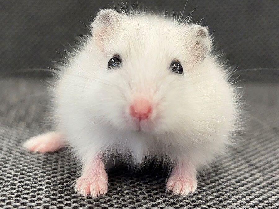 愛を感じるっ！！」ハムスター写真で脚光 ペットのコジマ「中の人