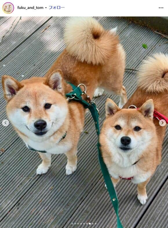 人気YouTuber「豆柴福ちゃん富くん」、飼い主離婚で終了 涙の決断2