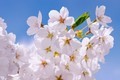 2017年、桜の名所・お花見スポットを下調べ