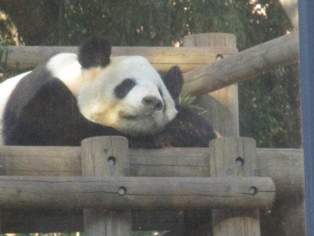 上野動物園のパンダ。ただし、シャンシャンではなく、近ごろは「のけ者」ぎみの父親のリーリーである。（筆者撮影）