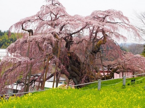 震災7年、にぎわい戻ってくる……（写真は、福島県三春町の滝桜）