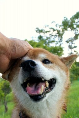 ペット市場は将来有望！