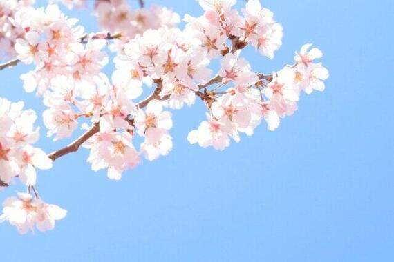 東京の桜は満開になった