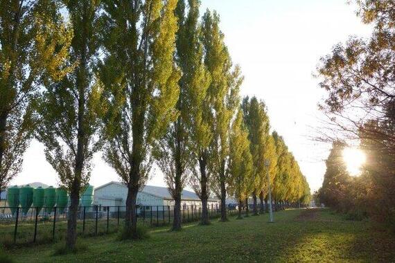 北海道大学のポプラ並木