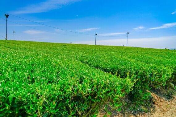 「お茶所」静岡県が産出額で首位陥落（写真はイメージ）