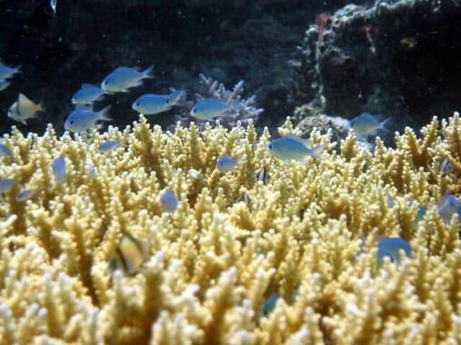 サンゴ礁は種が多い