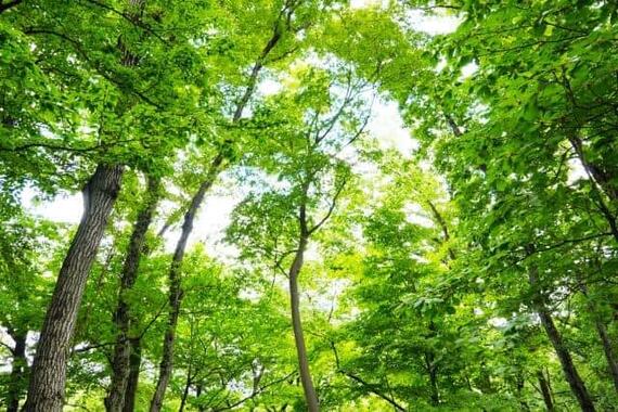日本の森林は「宝の持ち腐れ」の状態に……