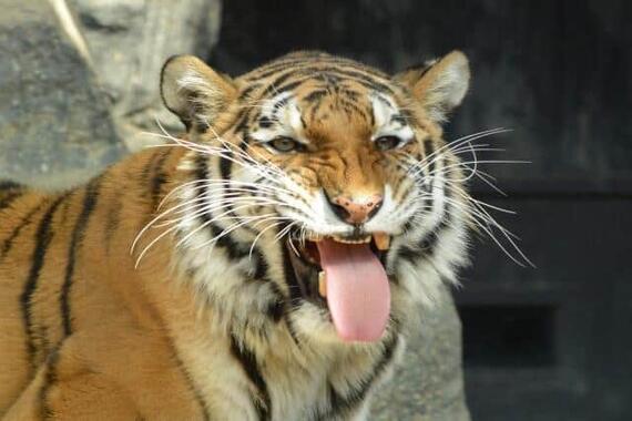 なぜか、日本人は虎が大好き！