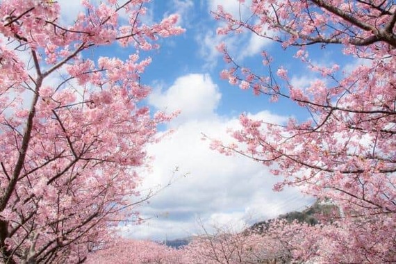 静岡県で早咲きの河津桜を堪能（写真はイメージです）