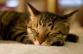 猫のように気ままに眠るサラリーマンが増えている!?