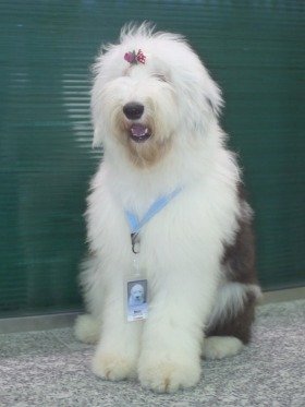 「癒してくれてありがとう」日本オラクルの社員犬ウェンディが他界