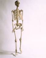 体を支える重要な骨格、「ロコモ」が重視するのは、こうした運動器などの疾患