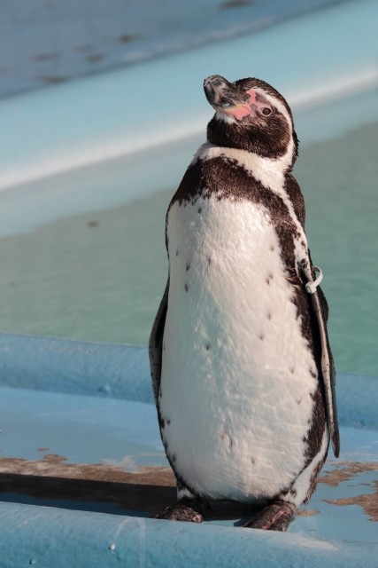 ノーネクタイの君！ 「TPO」って、知ってます？