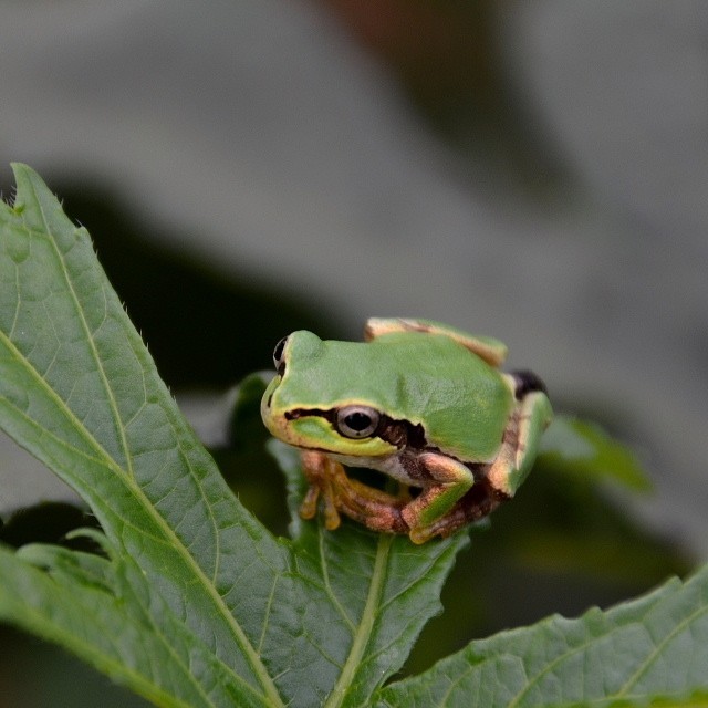 ケチくさいのは親譲り！？　高級ホテルで魅せた北条家の団結力