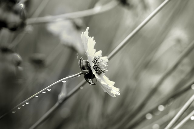 遠くて近くて日本とタイ　「感情的な一体感」でうまくやれる（森山たつを）