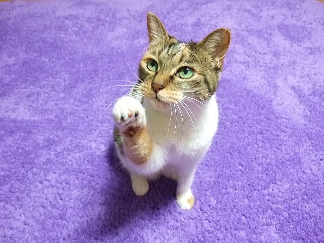 社員集まらず会社がつぶれる！　中小企業に「人手不足倒産」急増