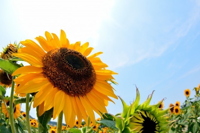 真夏日を待ちのぞむ！？　マネックスの「気温参照型クーポン付社債」