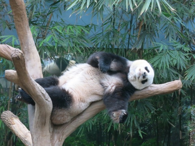 【39】40才過ぎたら、英語はメンタル勝負！ 「やらないこと」を決める（井津川倫子）