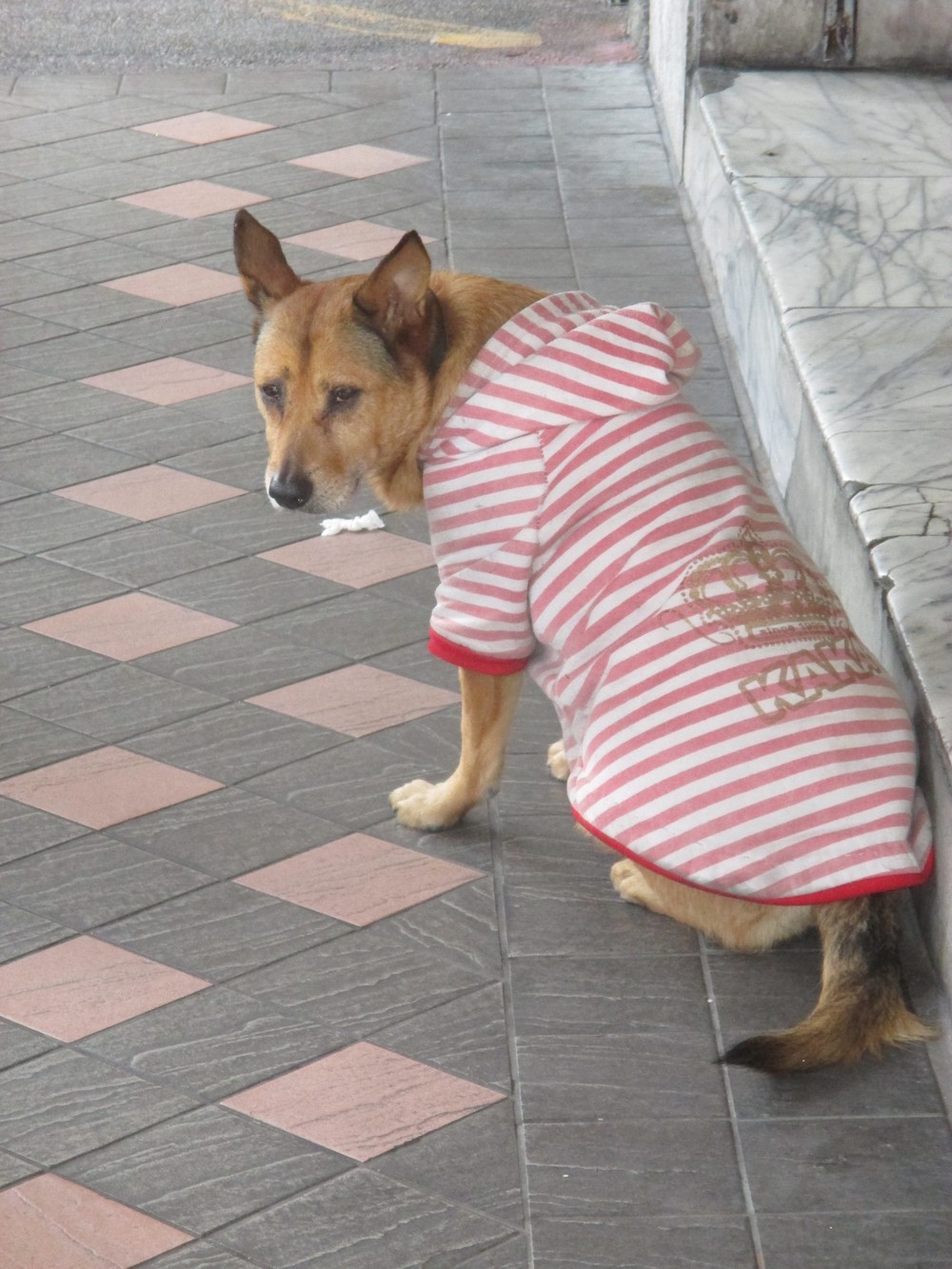台湾にも衣服を着せられた犬がいた。（2018年1月、台北で）
