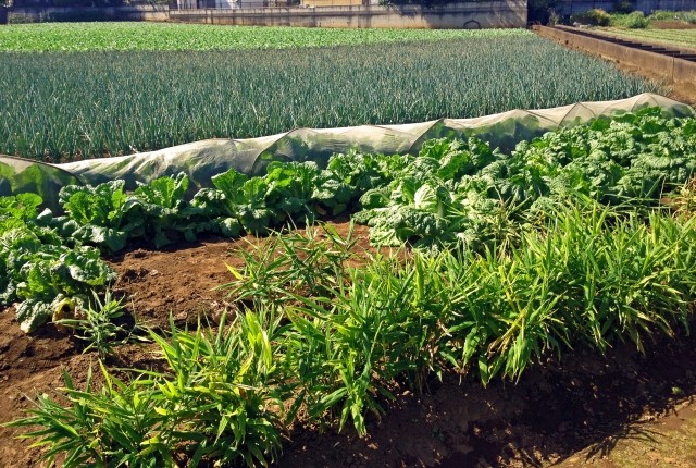 2022年、都会の「生産緑地」が宅地に変わる！　どうなる地価？ どうなる農家？（鷲尾香一）