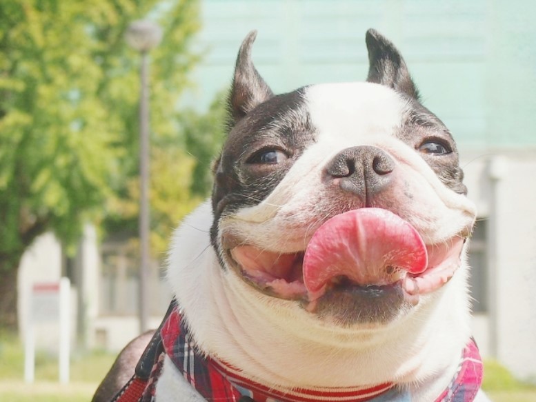 あなたの上司は「犬型」「ライオン型」「ゾウ型」？　「理想の上司」を動物にたとえると......