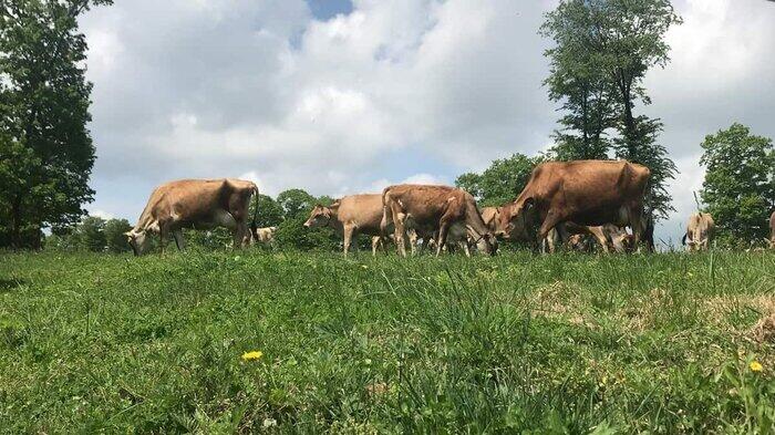 【コロナに勝つ！ ニッポンの会社】星野リゾート、行き場がなくなった生乳で「ミルクジャム」を製品化