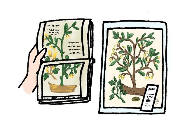 「薬用植物図譜」(ヨハン・ウィルヘルム・ヴァイマン　1739年)と「本草図譜」（岩崎灌園　1786-1842年）