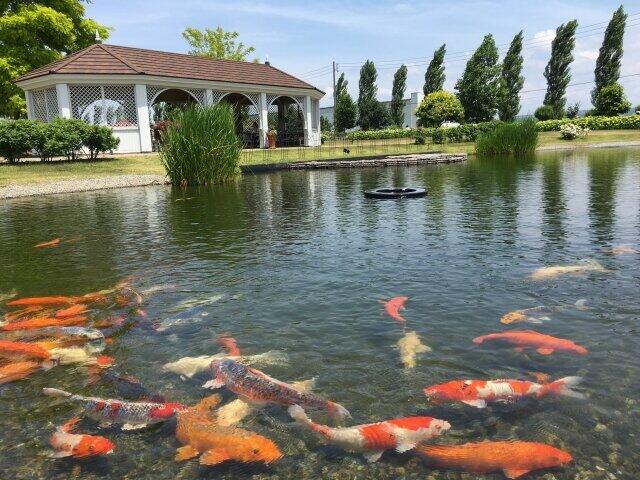 麻生氏にとって日本国民は池の鯉か？