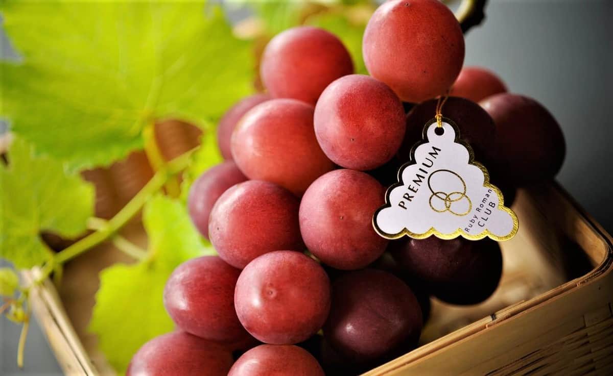 ひと房140万円もする超高級ブドウ「ルビーロマン」（JA全農いしかわの公式サイトより）