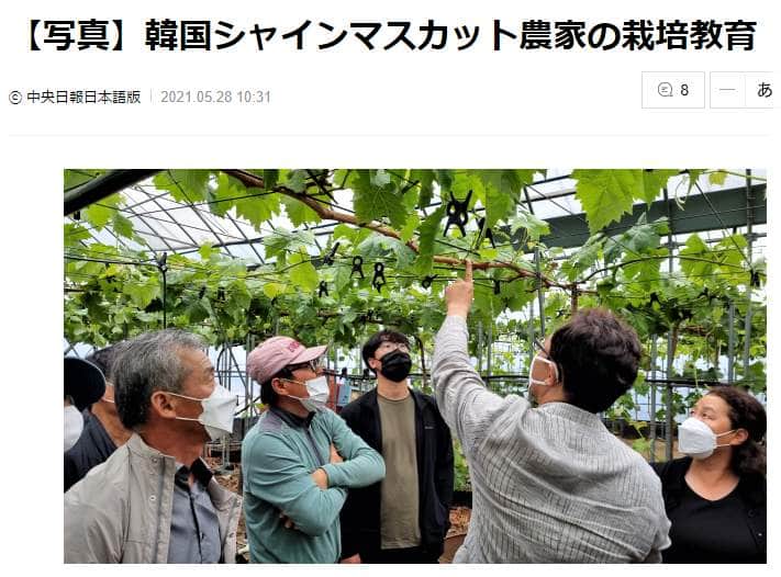 韓国産ジャマインスカットの栽培教育も盛んだ（中央日報5月28日付）