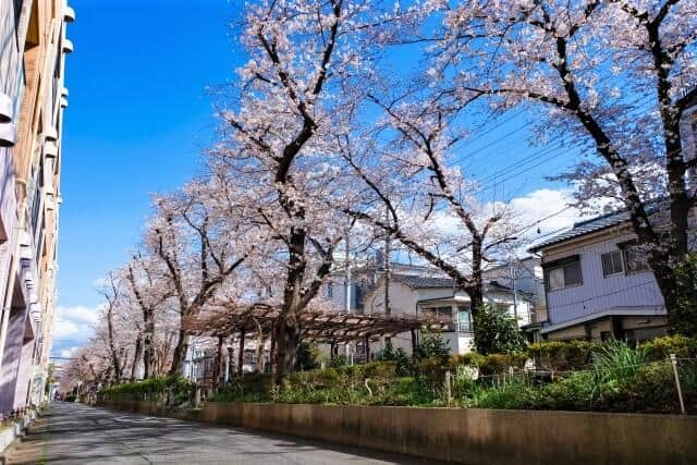 蕨駅のそばにある埼玉県蕨市南町の桜並木