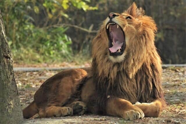 メスに狩りをさせてゴロゴロしているライオンのオスみたい？（写真はイメージ）