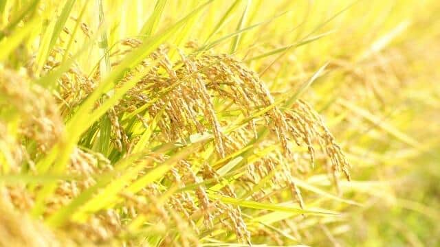 コメ農家を泣かせる「米価の値下がり、肥料の値上がり」の現状