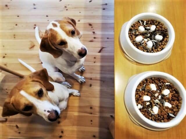 早く食べたいワン（写真はイメージ）