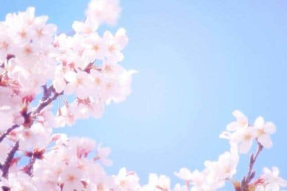 職場のお花見、今年はどうする？