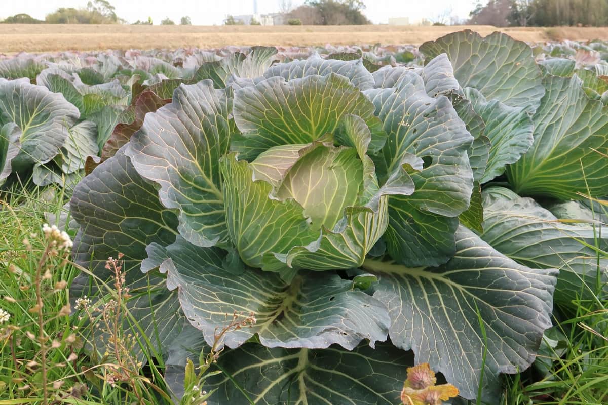 神戸市内では「こうべハーベスト」を利用したキャベツも栽培されている