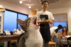 「猫カフェ」行ってみた？　マジでハマるかもよ