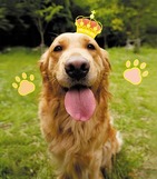 「カイくん」に続け！「犬のアイドル」募集します