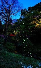 ホタルも見られる豪華ビュッフェ