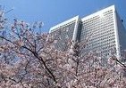 「お花見」は275本の桜が咲き誇る「3つのヒルズ」で