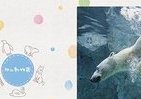 旭山動物園の思い出に　オリジナルフォトブック