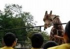 「ユネスコキッズ」、子供集め旭山動物園で「恩返し」イベント実施