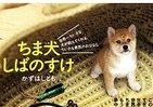 世界最小の犬、母を捜して下町大冒険！？