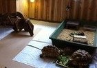 爬虫類を眺めながら中国茶　横浜に新ジャンルカフェ登場